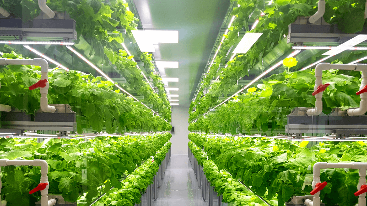 The UAE’s Vertical Farming Renaissance: A New Era in Food Production
